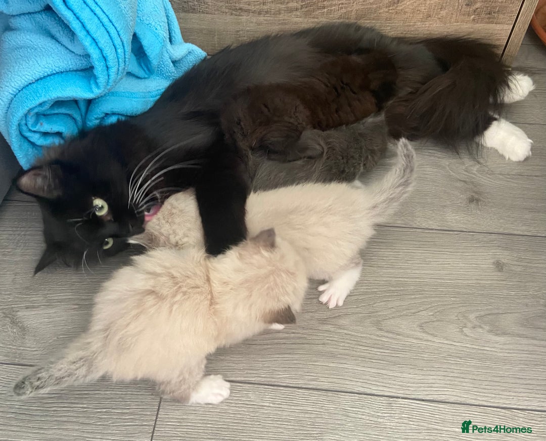 Siberian cats for sale: Siberian Kittens Neva Masquerade White - Image 6