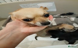 Chihuahua dogs for sale: Last little boy - Advert 8