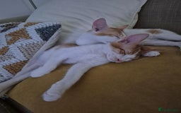 Mixed Breed cats for adoption: HARLEY & BOB BONDED BOYS 4M NEUTERED -VACCINATED  - Image 3