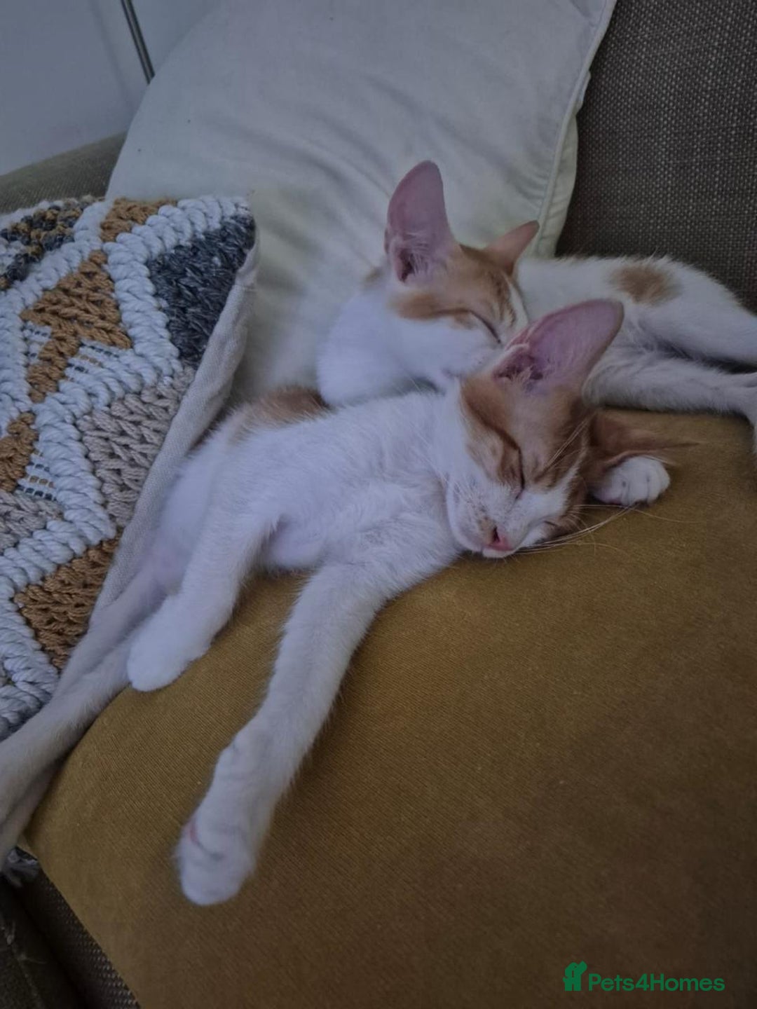 Mixed Breed cats for adoption: HARLEY & BOB BONDED BOYS 4M NEUTERED -VACCINATED  - Image 3