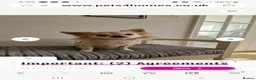 Chihuahua dogs for sale: Adorable chihuahua puppies in Langport - Advert 5
