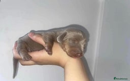 Miniature Dachshund dogs for sale: Miniature Dachshund puppy’s  - Image 7