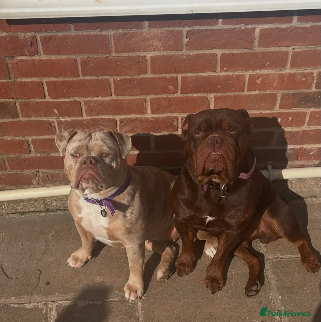 Olde English Bulldogge dogs for sale: 🔥Olde English bulldog puppies 🔥 - Advert 24