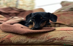 Dachshund dogs for sale: Miniature dachshund puppies - Image 5