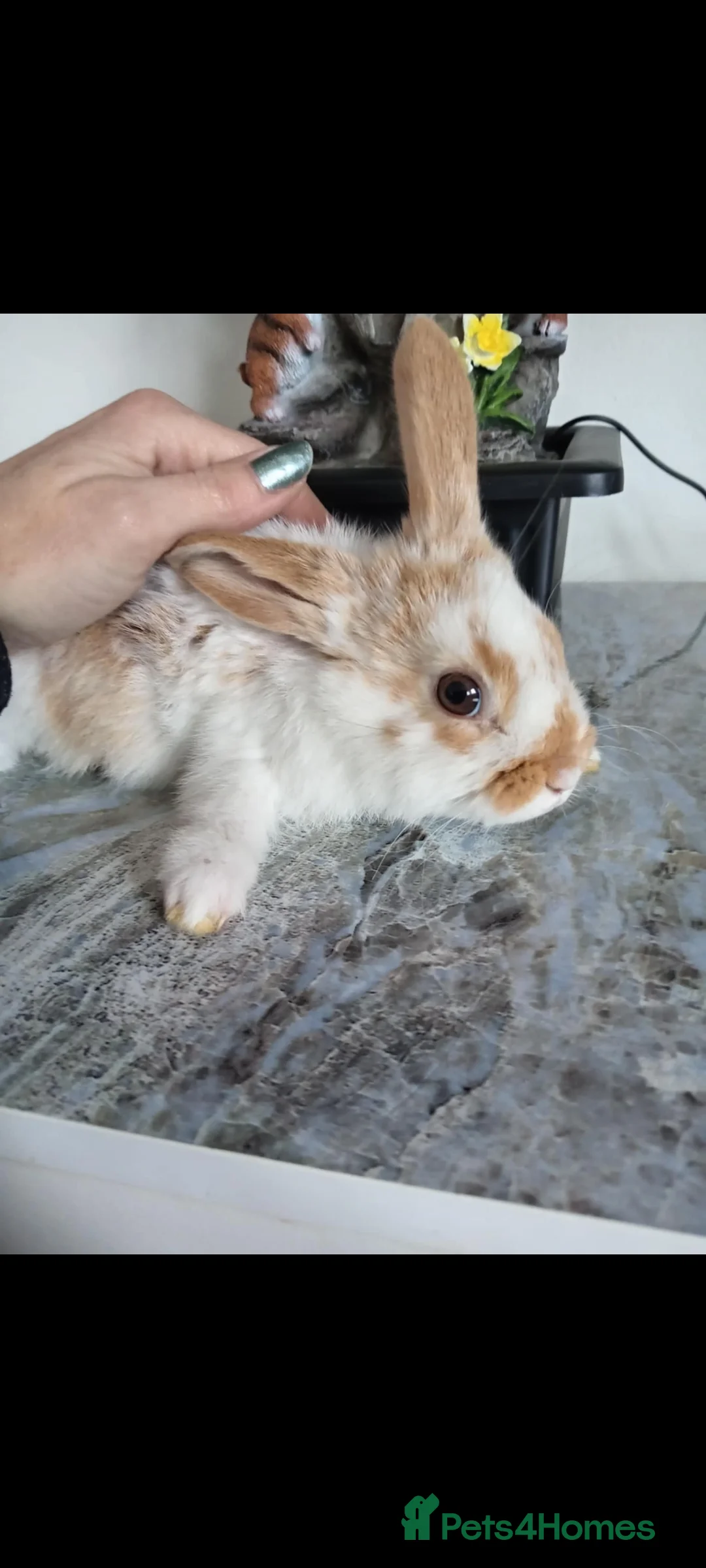 Mini Lop rabbits for sale: Baby lops - Advert 5