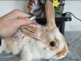 Mini Lop rabbits Baby lops - Advert 18