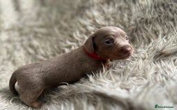 Dachshund dogs for sale: Beautiful mini dachshund babies  - Image 5