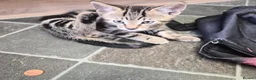 Domestic Shorthair cats for sale: Two male kittens ready to go in Lancaster - Advert 4