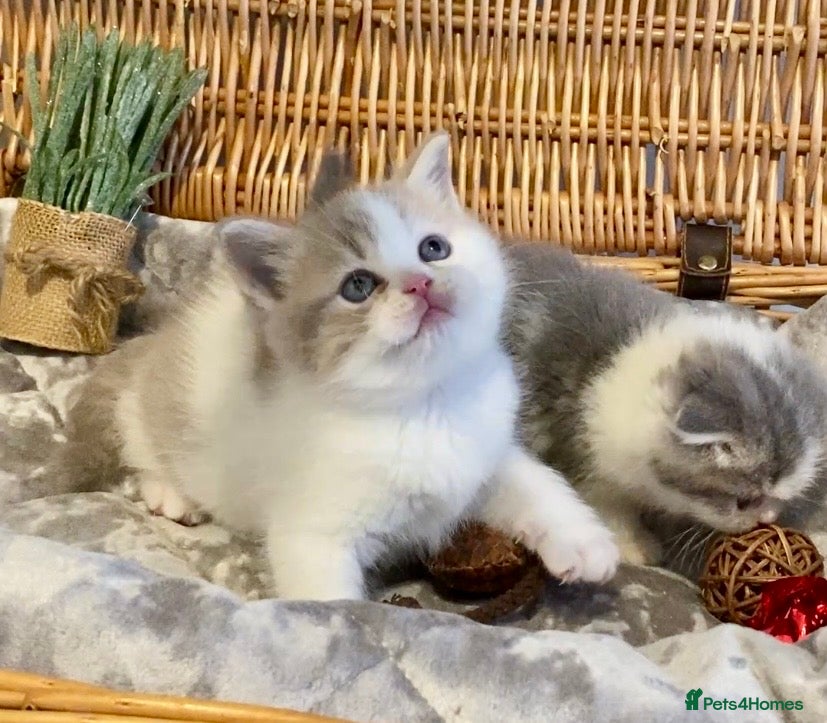 Scottish Fold cats 🧸😻CHAMPION LINE TICA ACTIVE SCOTTISH/BSH😻🧸 - Advert 4