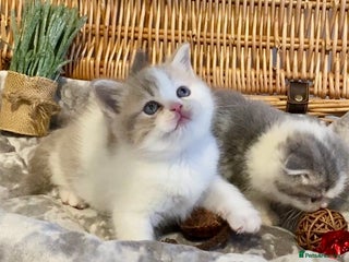 Scottish Fold cats 🧸😻CHAMPION LINE TICA ACTIVE SCOTTISH/BSH😻🧸 - Advert 2