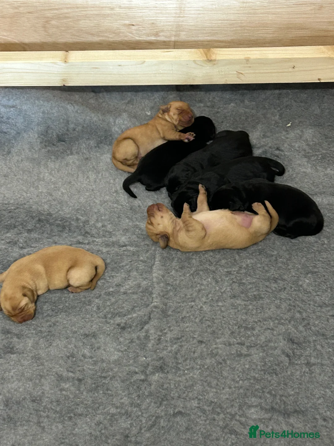 Labrador Retriever dogs for sale: KC reg health tested working Labrador puppies - Advert 9