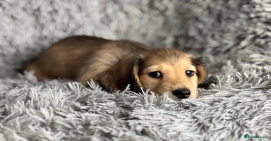 Miniature Dachshund dogs PRA Clear Long Haired Miniature Dachshunds - Advert 3