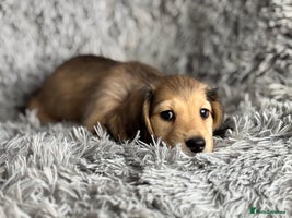 Miniature Dachshund dogs PRA Clear Long Haired Miniature Dachshunds - Advert 16