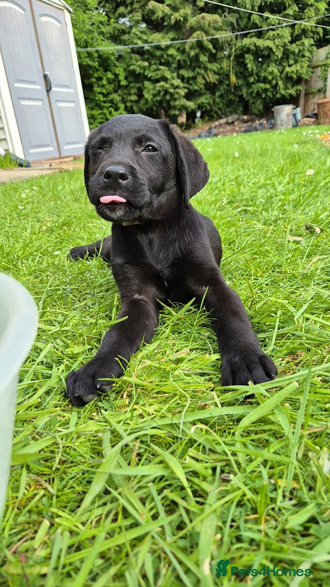 Labrador Retriever dogs Happy healthy pure bred Labrador pups for sale - Advert 1