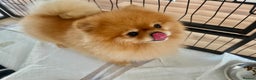 Pomeranian dogs for sale: Pomeranian teddy bear face puppies🐶 - Advert 21