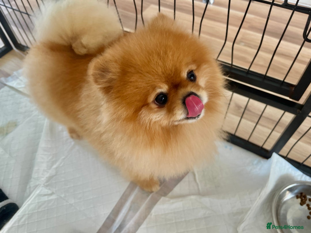 Pomeranian dogs for sale: Pomeranian teddy bear face puppies🐶 - Advert 21