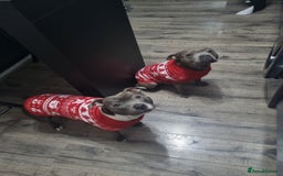 Staffordshire Bull Terrier dogs for sale: Staffordshire Bull Terrier Puppies- Ready Soon! - Image 13
