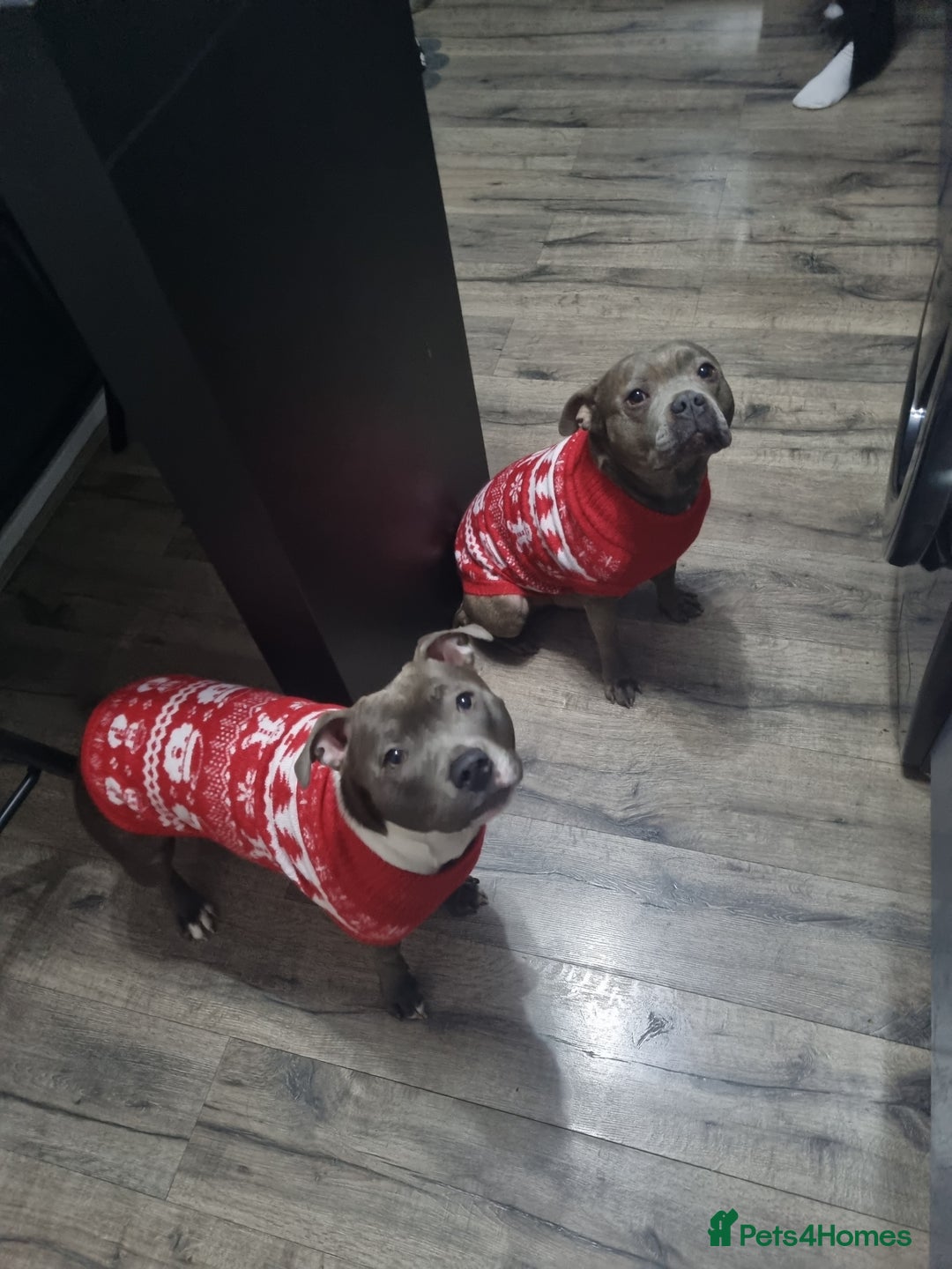 Staffordshire Bull Terrier dogs for sale: Staffordshire Bull Terrier Puppies- Ready Soon! - Image 13