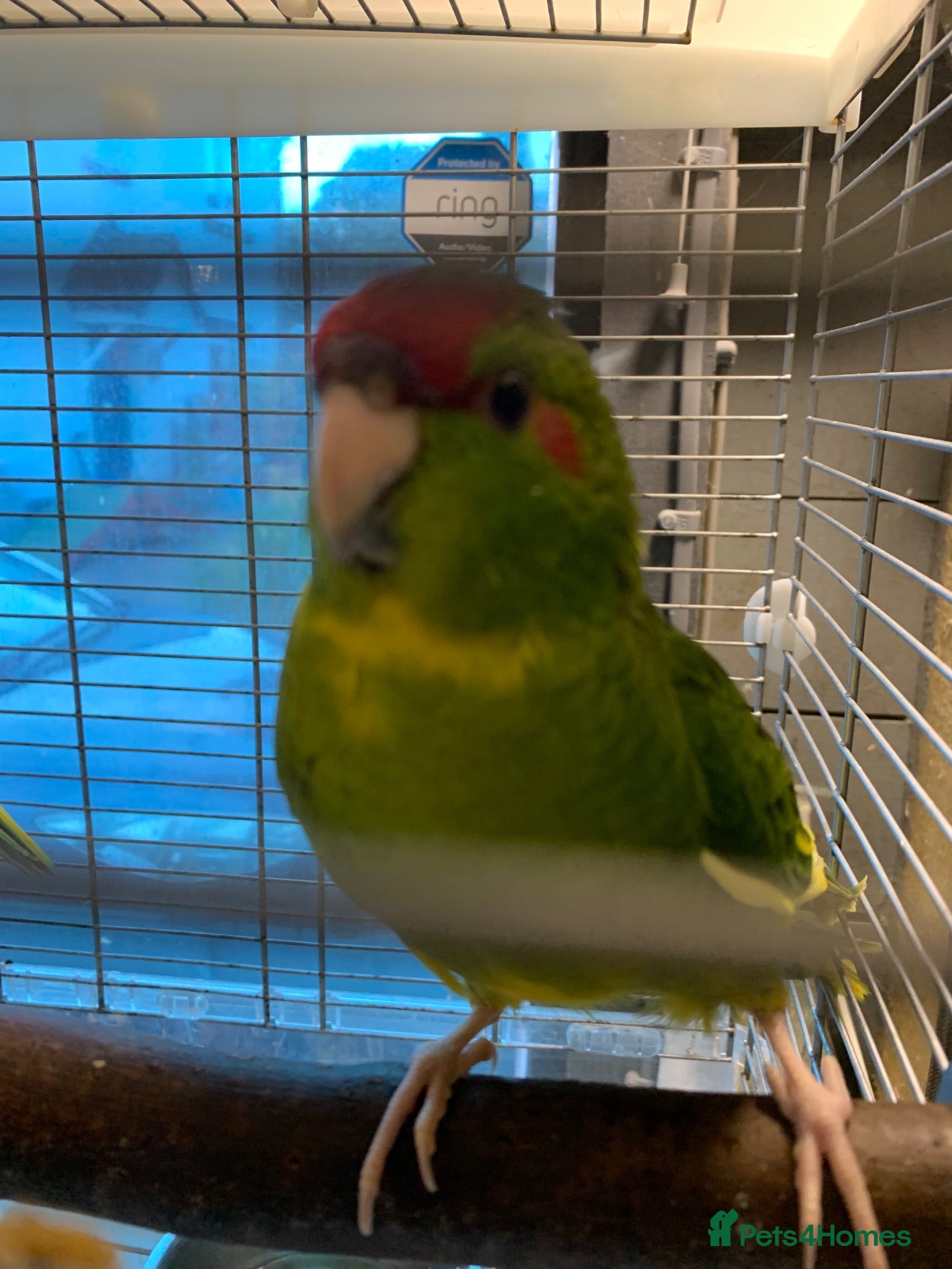Conures birds Young Kakarikis   - Advert 22