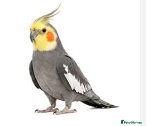 Cockatiels birds Cockatiel Wanted - Advert 10
