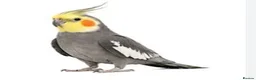 Cockatiels birds for sale: Cockatiel Wanted in Wakefield - Advert 1