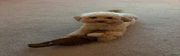 Cockapoo dogs for sale: Looking for a loving home in Warrington - Advert 4