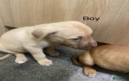 Mixed Breed dogs for sale: Mixed breed  - Image 8