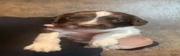 English Springer Spaniel dogs for sale: KC Registered Springer Spaniels  in Ledbury - Advert 4