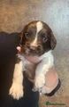 English Springer Spaniel 2