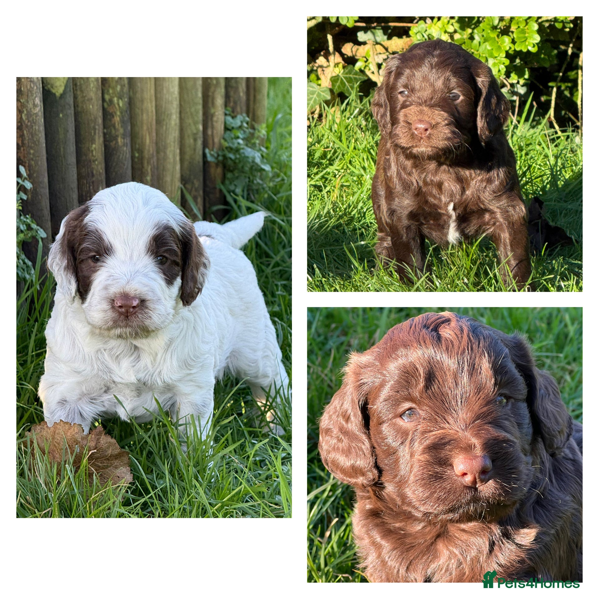 Cockapoo dogs F1 Cockapoos 5⭐️ Licensed Breeder Fully DNA Tested - Advert 10