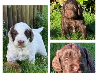 Cockapoo dogs F1 Cockapoos 5⭐️ Licensed Breeder Fully DNA Tested - Advert 9
