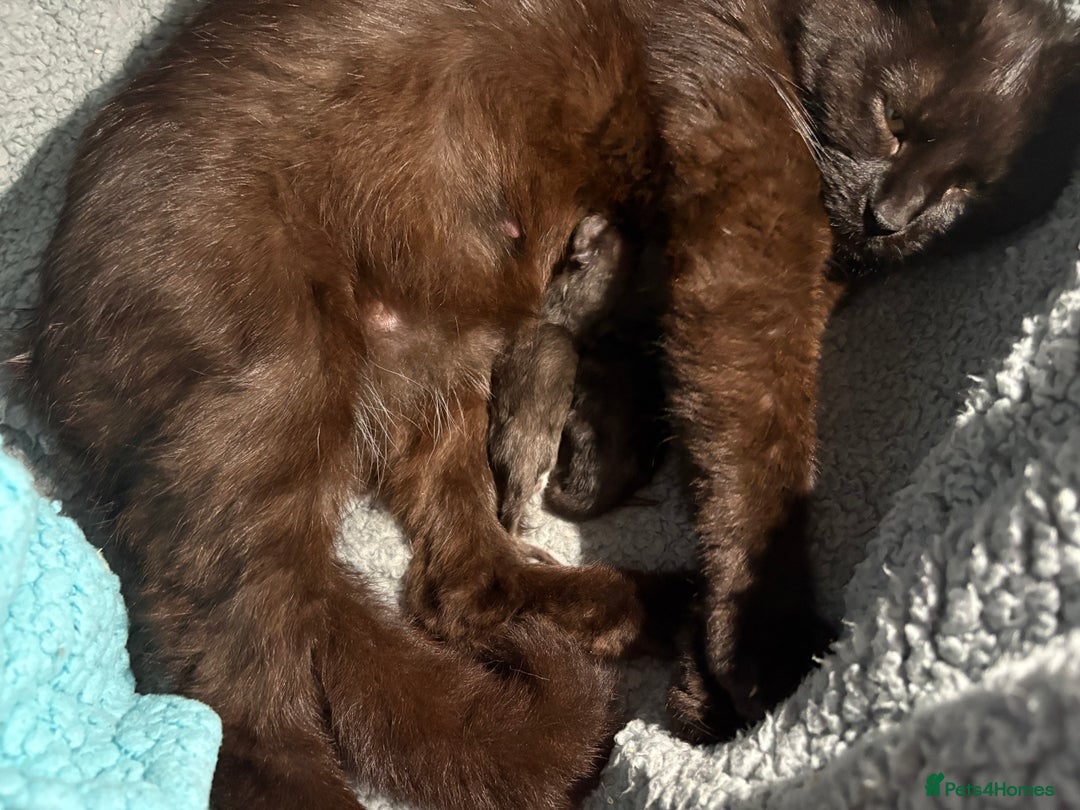 Domestic Shorthair cats for sale: Kittens for sale  - Image 6