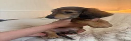 Miniature Dachshund dogs for sale: Miniature dachshund in Cardiff - Advert 5
