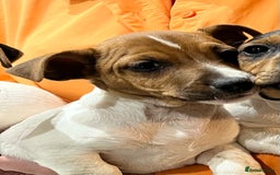 Jack Russell dogs for sale: 3 STUNNING JACK RUSSLE PUPPIES  - Image 10