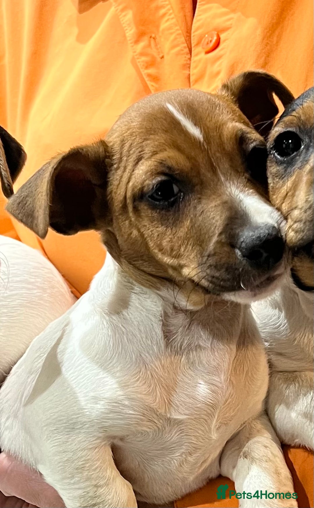 Jack Russell dogs for sale: 3 STUNNING JACK RUSSLE PUPPIES  - Image 10