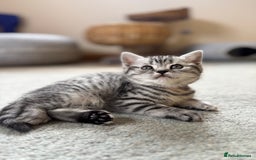 British Shorthair cats for sale: ❤️💙 GORGEOUS SILVER TABBY BSH CHAMPION LINES 💙❤️ - Image 16
