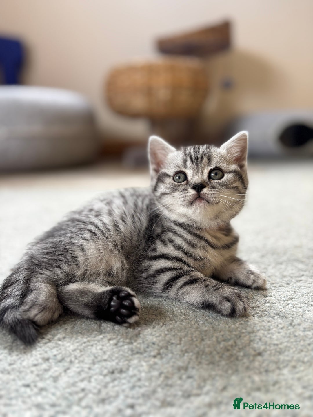 British Shorthair cats for sale: ❤️💙 GORGEOUS SILVER TABBY BSH CHAMPION LINES 💙❤️ - Image 16
