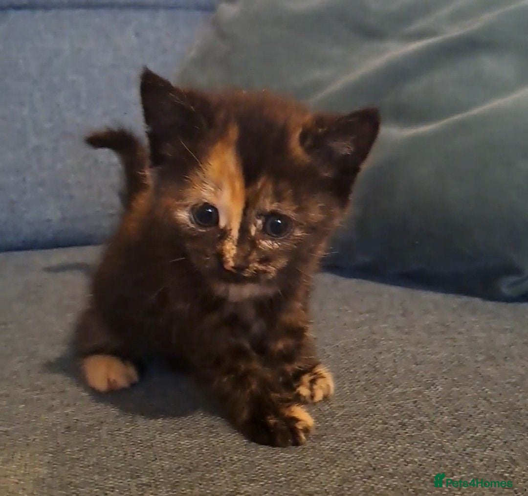 Mixed Breed cats Kittens for sale, mixed breed, 2 male, 5 females - Advert 18