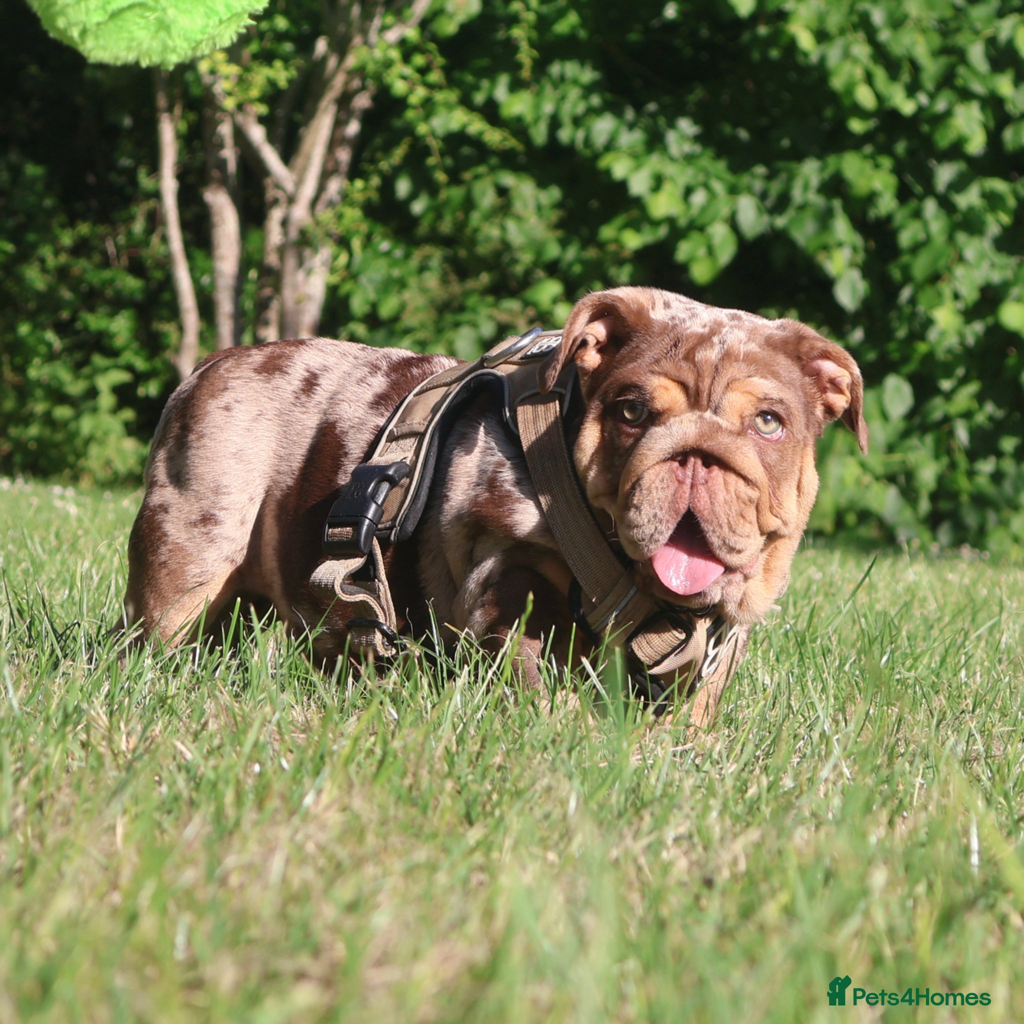 English Bulldog dogs 3 Male Gorgeous English Bulldog Pups - Advert 2