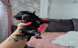 Chihuahua dogs for sale: Full pedigree chihuahuas - Image 4