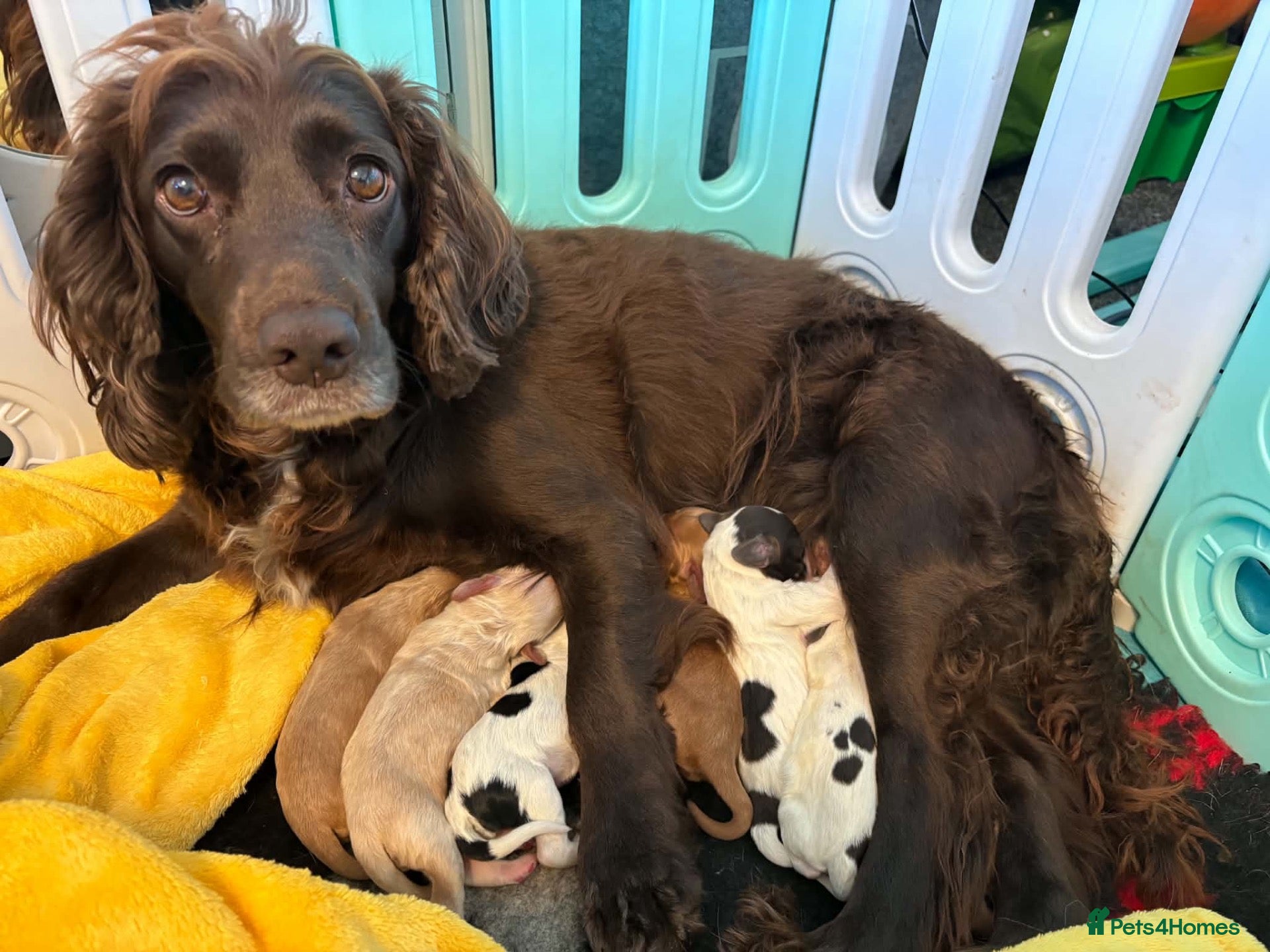 Cocker Spaniel dogs KC Registered Working Cockers - Advert 1