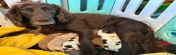 Cocker Spaniel dogs for sale: KC Registered Working Cockers in Grangemouth - Advert 1