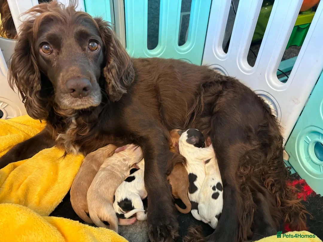 Cocker Spaniel dogs for sale: KC Registered Working Cockers in Grangemouth - Advert 1