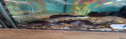 Turtle reptiles for sale: Young musk turtles  - Advert 1