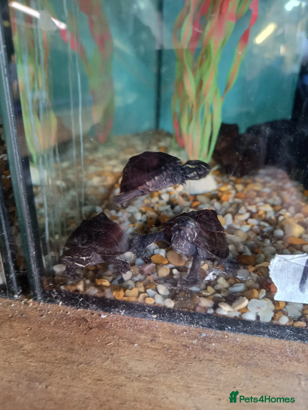 Turtle reptiles for sale: Young musk turtles  - Advert 1