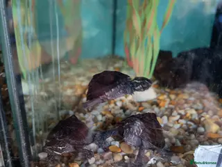 Turtle reptiles Young musk turtles - Advert 1
