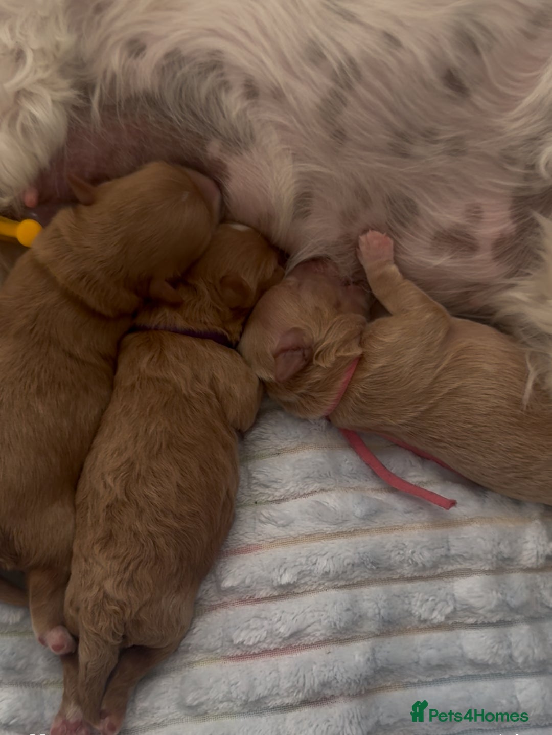 Maltipoo dogs for sale: 👑ULTRA RARE F1 ASIAN TINY MALTIPOO PUPPIES👑 - Image 7