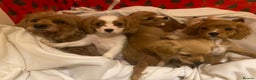 Cavapoo dogs for sale:  DNA clear parents/grandparents BVA heart/eyes - Advert 5