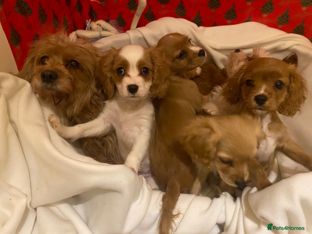 Cavapoo dogs for sale:  DNA clear parents/grandparents BVA heart/eyes - Advert 5