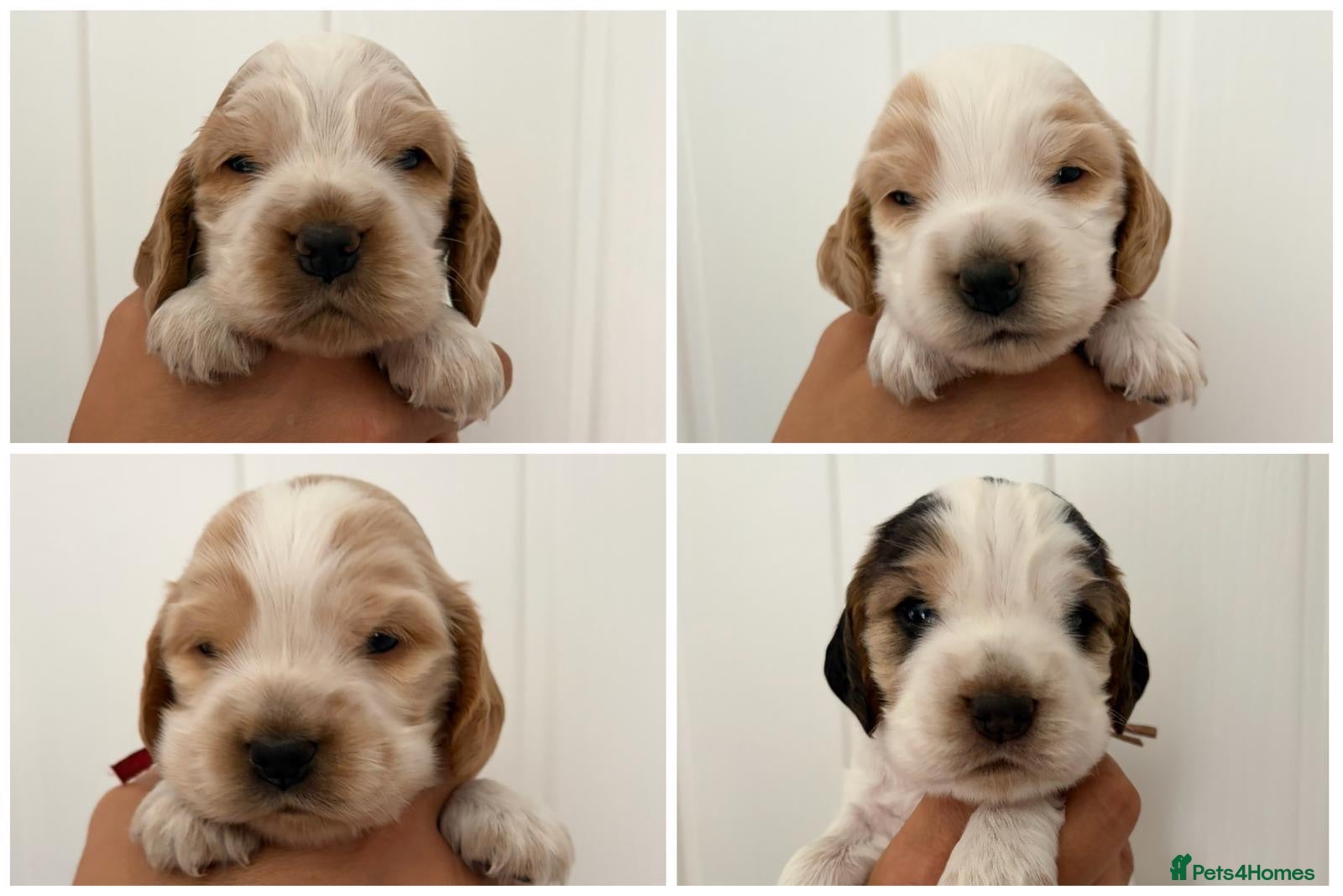 Cocker Spaniel dogs KC Show Cockers: Licensed/Health Tested/Ready 8Oct - Advert 18